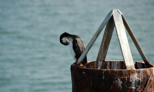 Close-up of bird perching on wooden post