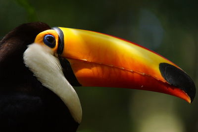 Close-up of toucan