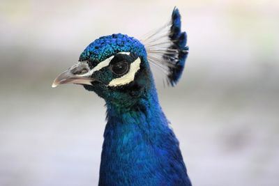 Close-up of peacock