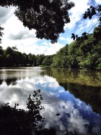 Reflection of trees in calm lake