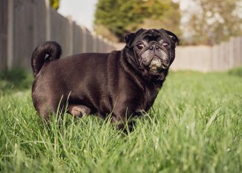 Portrait of a dog on field
