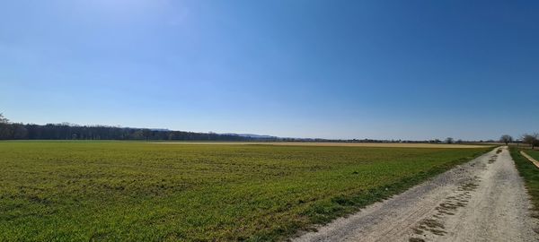 Scenic view of field against clear blue sky