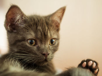 Close-up portrait of a kitten