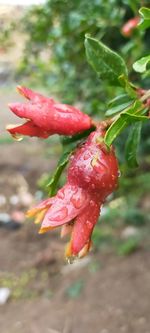 Close-up of red chili peppers on plant