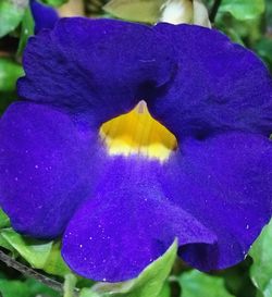 Close-up of purple flower blooming outdoors