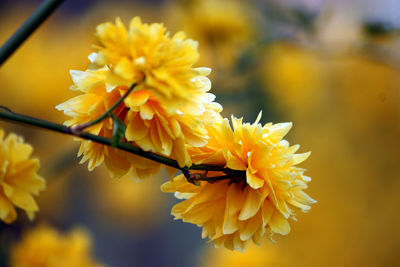 Close-up of yellow flowers blooming outdoors