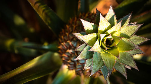 Close-up of succulent plant leaves