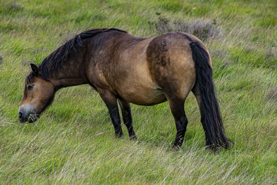 Exmoor pony