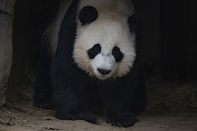 panda
