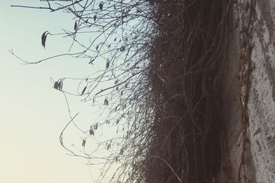 Low angle view of bird on branch against sky