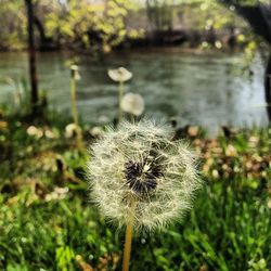 Close-up of dandelion