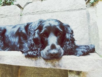 Close-up portrait of dog