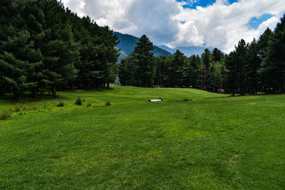 Scenic view of trees on field against sky