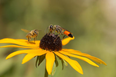 Close-up of bee on yellow flower