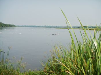Scenic view of lake
