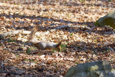 View of lizard on land