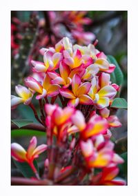 Close-up of pink flowers blooming outdoors