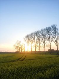 Scenic view of field against sky during sunset