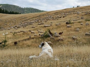 View of sheep on field