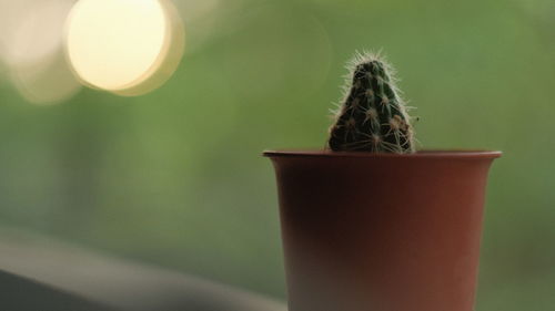 Close-up cactus