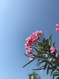 Low angle view of pink flowering plant against clear sky