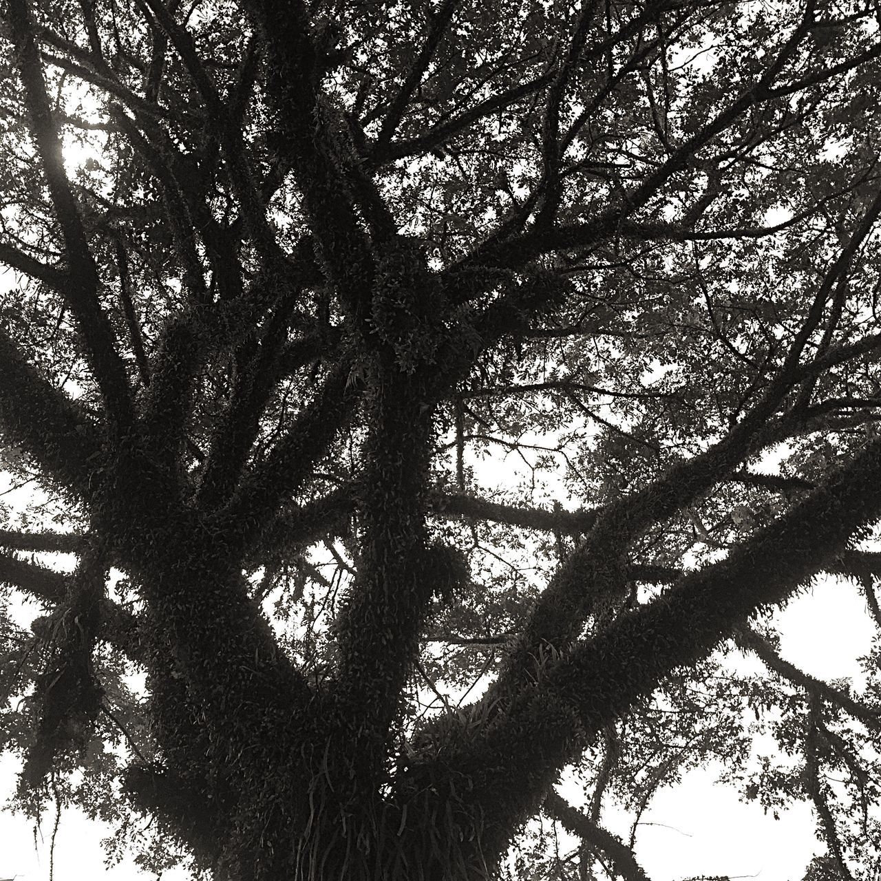 tree, low angle view, branch, growth, nature, tranquility, tree trunk, beauty in nature, sky, backgrounds, full frame, silhouette, outdoors, leaf, no people, day, scenics, sunlight, clear sky, tranquil scene