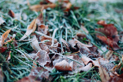 Close-up of dry leaves on field