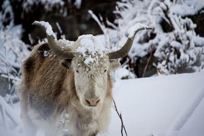 A yak in the himalayan mountains