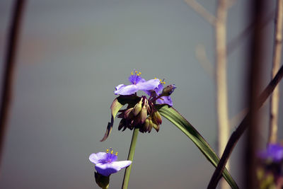 Close-up of purple flowering plant