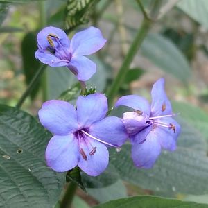 Close-up of purple flowers blooming outdoors