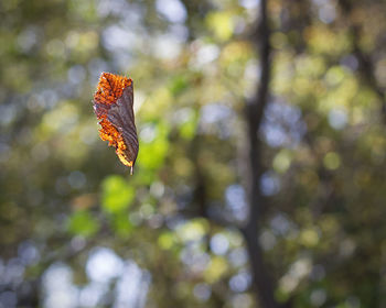 Close-up of tree against blurred background