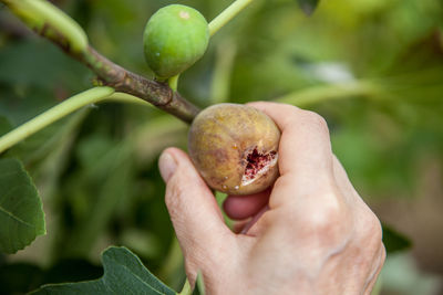 Close-up of cropped hand picking fig from branch