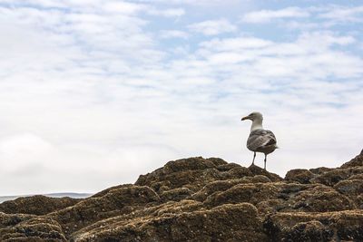 Bird perching on rock against sky