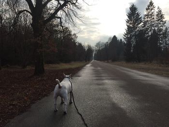 Dog sitting on road amidst trees
