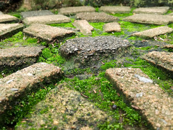 High angle view of grass