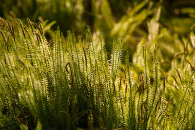 Close-up of crops growing on field