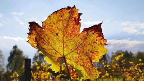 Close-up of maple tree against sky during autumn