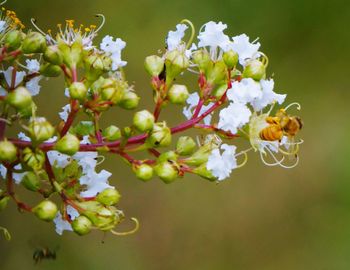 Close-up of honey bee on cherry blossom