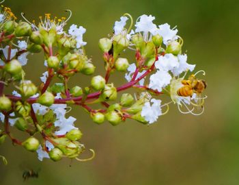 Close-up of bee on white flowers at park