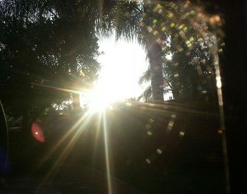 Sun shining through trees