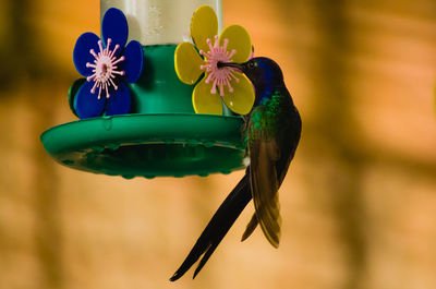 Close-up of a bird