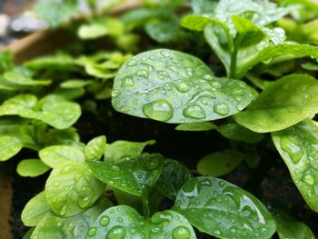 Close-up of wet plants