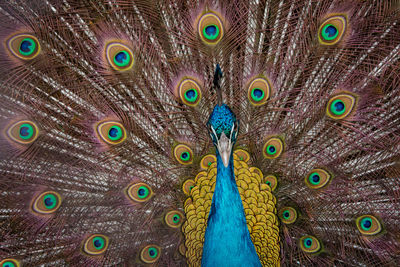 Close-up of peacock