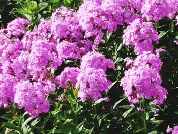 Close-up of pink flowers blooming outdoors