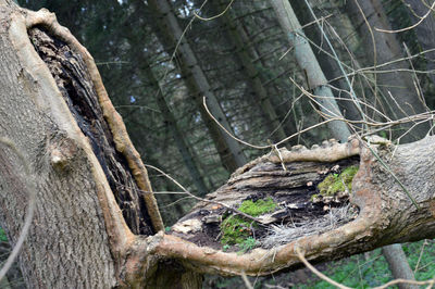 Close-up of dead tree trunk in forest