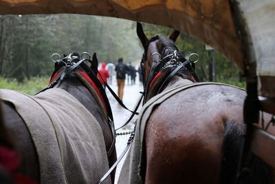 Close-up of people on zebra outdoors