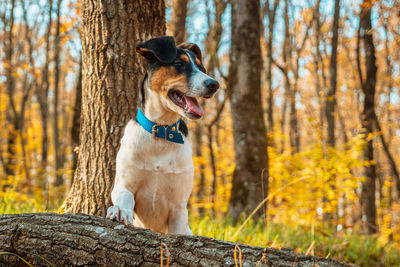 Dog sitting on tree trunk in forest