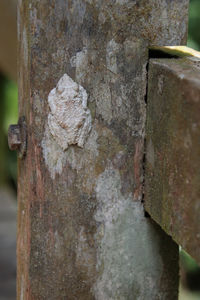 Close-up of lichen on tree trunk