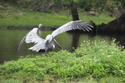 Gray heron flying over lake