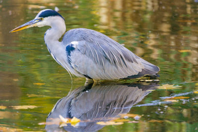 Bird in a lake